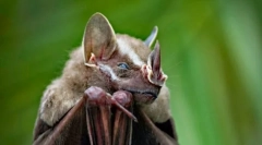 Listonos hangszóró