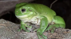 Corollovopali törvény története