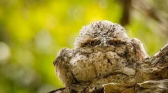 Zászlóhorony. A madarak családja