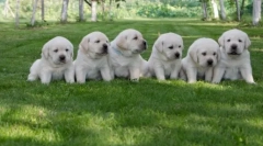 Kedvenc kutyafajták az amerikaiaktól: tucat legjobb