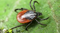 Kíváncsi tények a kullancsokról