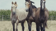 Lovak: érdekes tények a legtöbb nemes állatokról 🐎