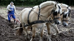 Lovak munkavállalók