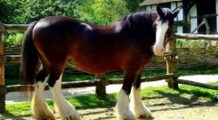 Lovak-nehéz teherautók