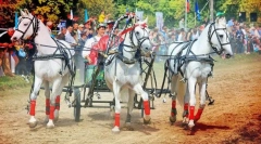 Ló ünnepek különböző országokban