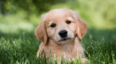 A legjobb kutyafajta gyermekek számára a lakásban