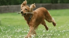 A legjobb kutyafajta az idősek számára - fotó és leírás