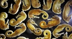 A vadvilág legjobb fotói 2011