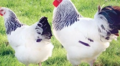 A legjobb húsfajta csirkék