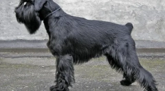 Legjobb tenyésztési kutyák az apartmanok számára