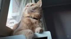 A legjobb gallérok a bolhákból és a macskákhoz