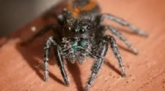 A legjobb pókok otthon