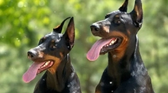 A legjobb kennels dobermans