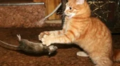 A legjobb fajták macskák