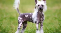 Legjobb kutyák a lakásban: hogyan válasszunk ki egy kisállatot