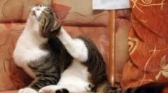 Bloch legjobb fájlok: felülvizsgálat és kritériumok