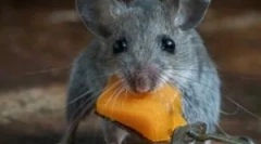 A legjobb jogorvoslatok patkányokból és egerekből