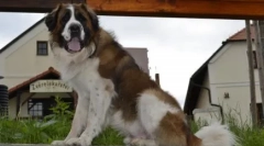 A legjobb őrök egy magánházhoz