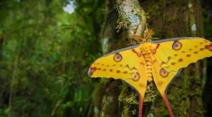 Madagaszkár saturnia