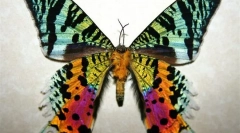 Madagaszkár uranius