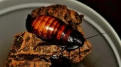 Madagaszkár csótány és tartalma