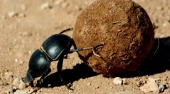 Főbb bogarak, bronz és felkelők
