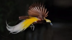 Kis paradicsomi madár