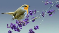 Malinovka (fénykép): fényes piros folt az erdőben gamma