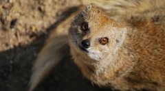 Mongoose (fotó): fearless snake hunter