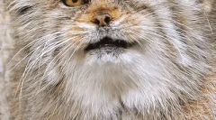 Manul: érdekes tények a sztyepp macskáról