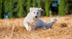 Maremmo-abruzza shepherdka (fotók): a tiszta erő és az odaadás megtestesülése