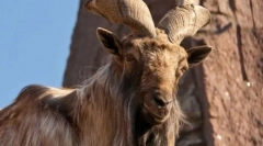 Marhur-vintage kecske