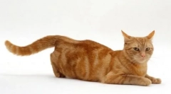 Martov macskák: végső vadászat