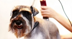 Kutya fodrász gép: hasznos csiszolószerszám otthon