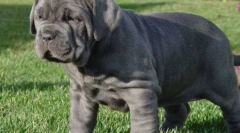 Mastiff: old-timers kutyák (9 fotók)