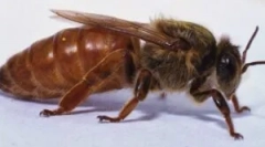 A méheknél: jelentés és életmód