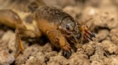 Medvedka: leírás és életmód