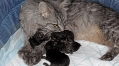 Maine-kun: tajtárgyak