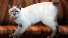 Mekong bobtail (fotó): egzotikus thai macska rövid farokkal