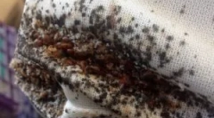 Megelőzési intézkedések a bedbugokból a lakásban