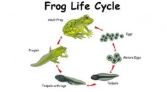 A overallok metamorfózisa