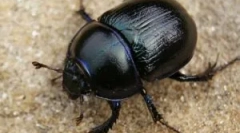 Mítoszok és igazság a bogarak rémületekről