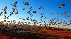 A madarak migrációja