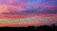Vándorló denevérek a will barrard lucas fotóiban (16 fénykép)