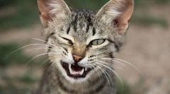 Mimic és macska gesztusok