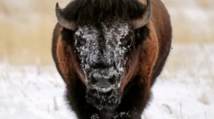 Az állatok világa a fotókban (15 kép)