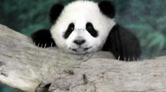 Az állatok világa a fotókban (15 db)