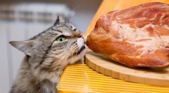 Hús a macskához