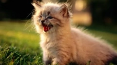 Meow 10 nyelven: hogyan kell beszélni a macskákat a különböző országokban