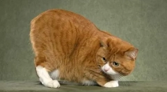 Msks: a történő történő mach farok nélkül